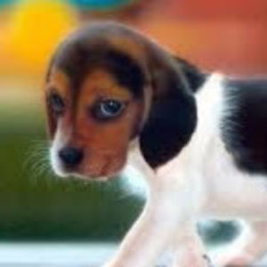 Meet your Posher, Lucy